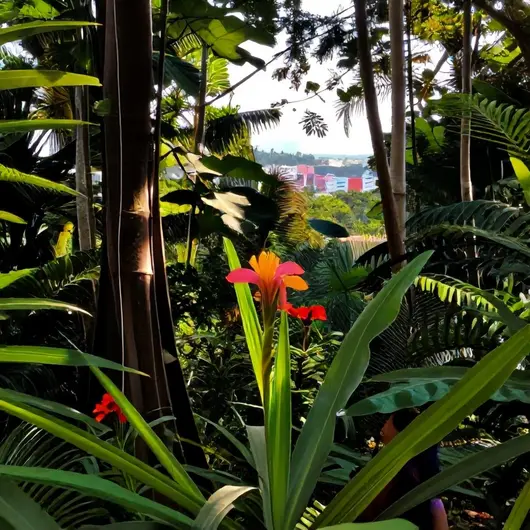 Descubra a Flor da Samaúma: Símbolo da Natureza em Macapá Descubra a Flor da Samaúma: Símbolo da Natureza em Macapá