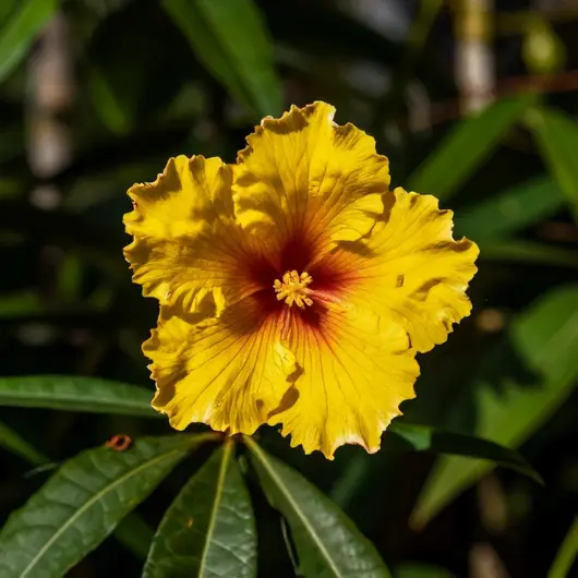 Descubra a Flor da Samaúma: Um Ícone da Natureza em Macapá