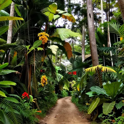 Descubra a Trilha do Paxicu: Uma Experiência Inesquecível na Natureza de Macapá